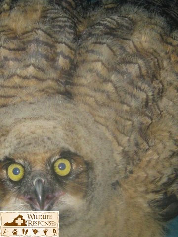 Great Horned Owl 2